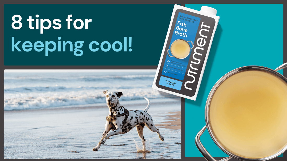 8 Tips For Keeping Your Dog Cool