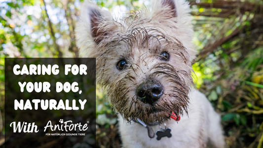 Caring for your dog, naturally