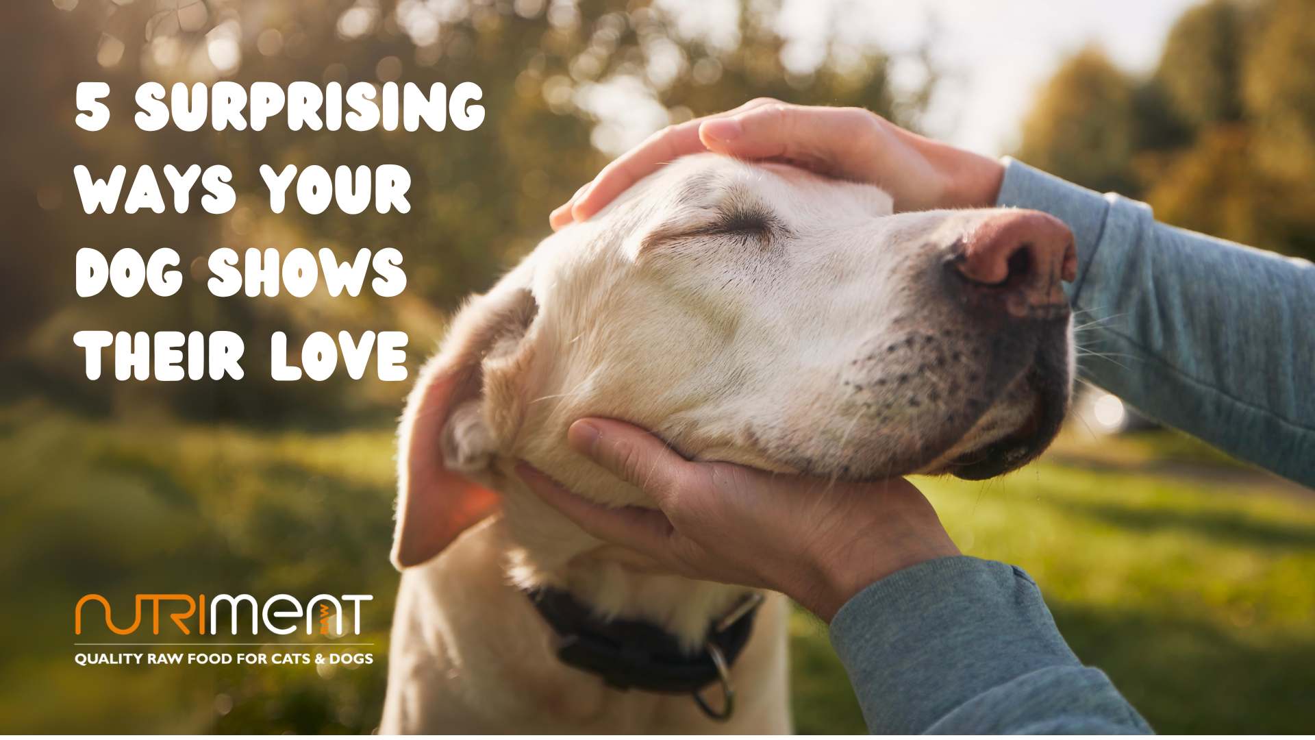 surprising ways your dog shows that they love you! – Nutriment