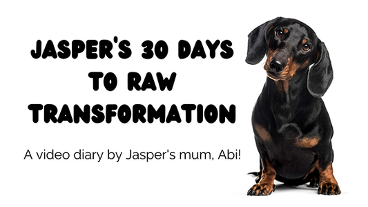 sausage dog sitting down