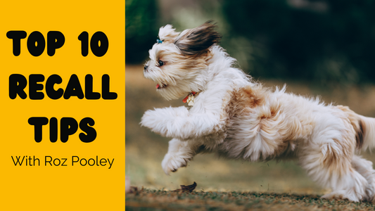 dog running and jumping