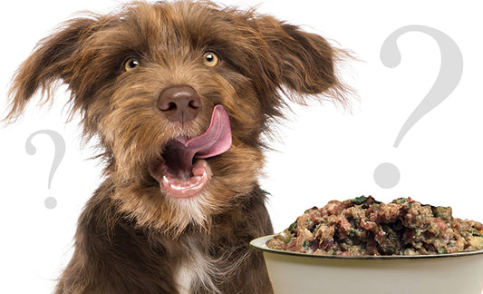 dog next to dog food