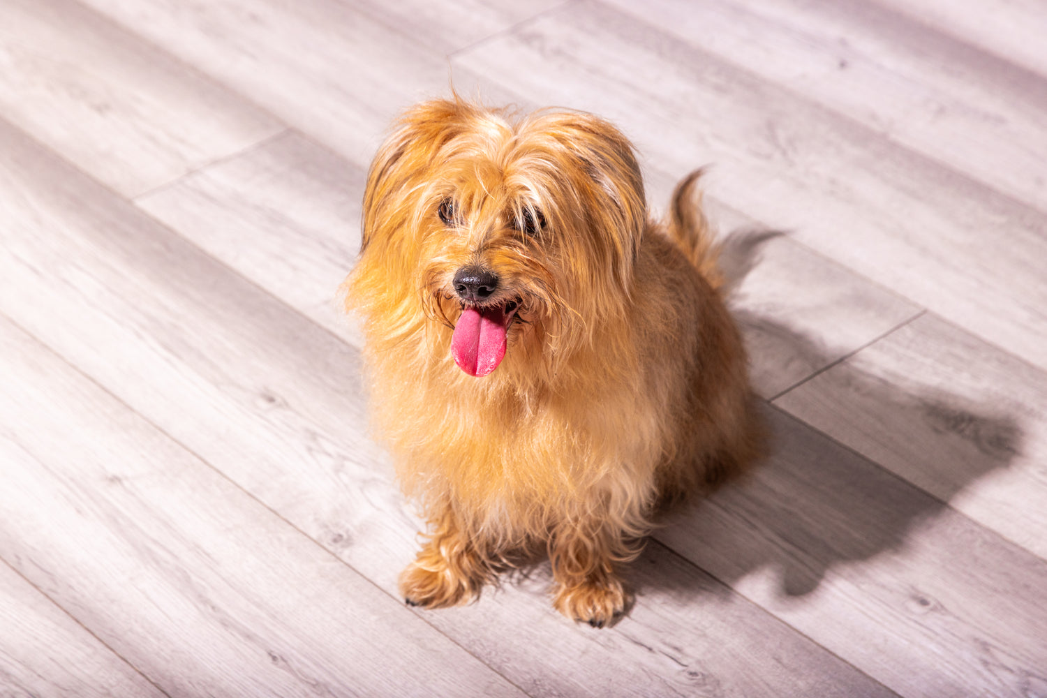 Small, fluffy tan dog with tongue out sitting on a light wood floor in bright sunlight.