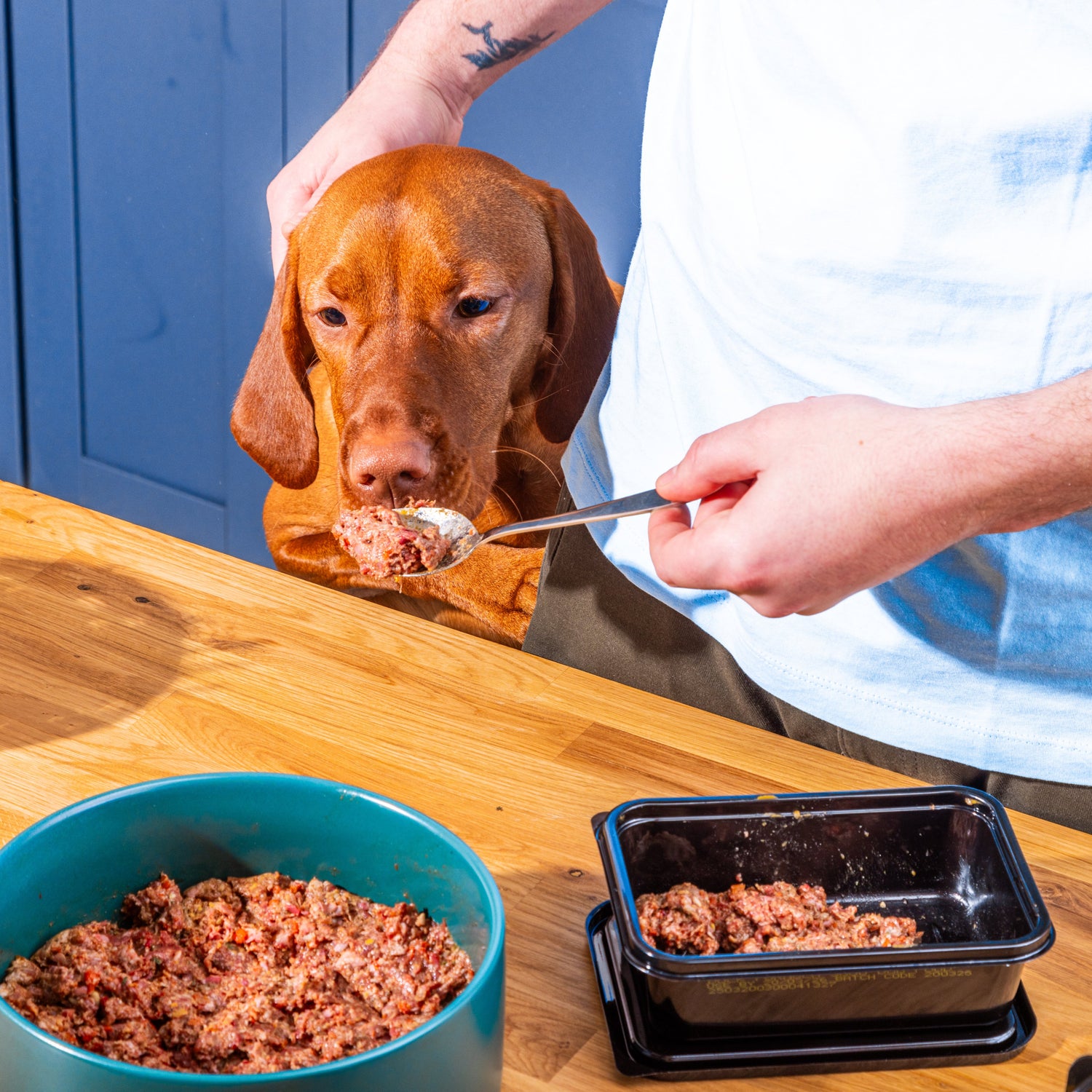 A person feeds a brown dog raw food from a spoon at a kitchen counter.