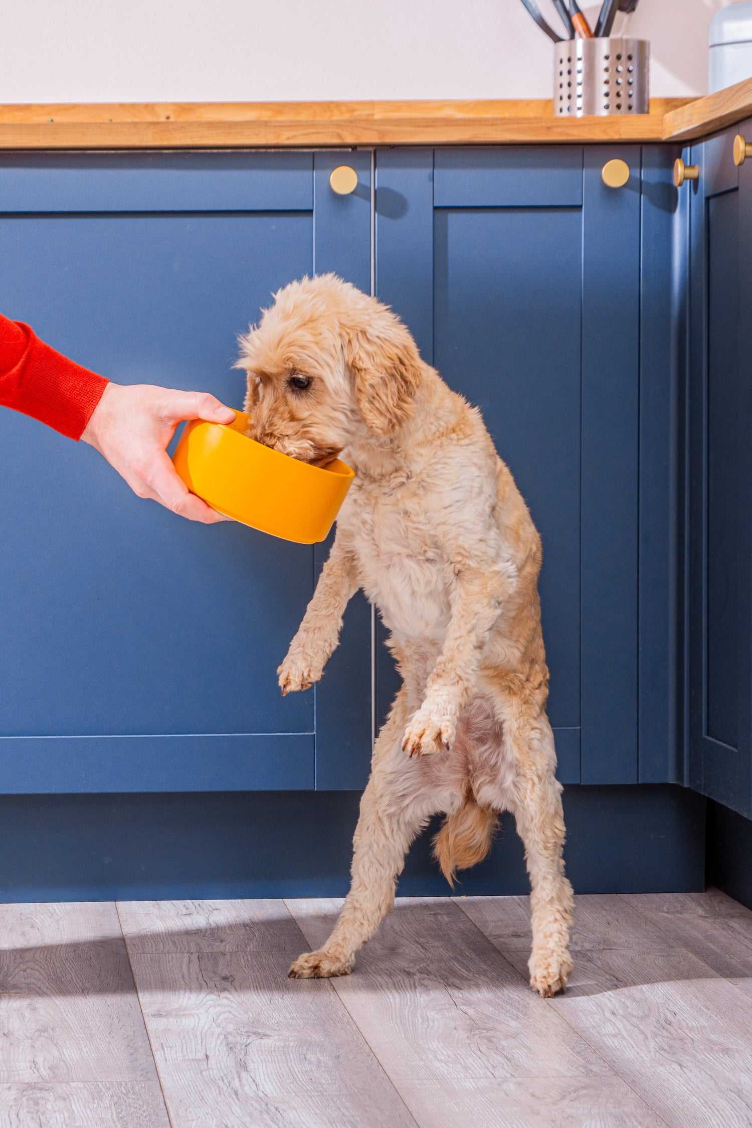 A small tan dog stands on hind legs as a person offers an orange food bowl in a kitchen.