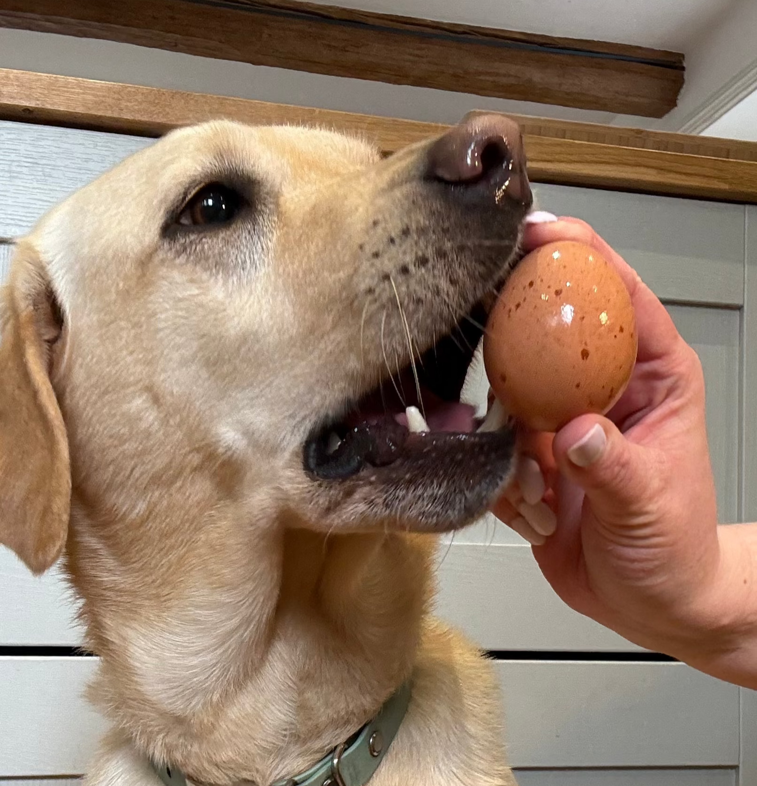 A yellow Labrador dog gently holds a brown egg in its mouth, guided by a person's hand.