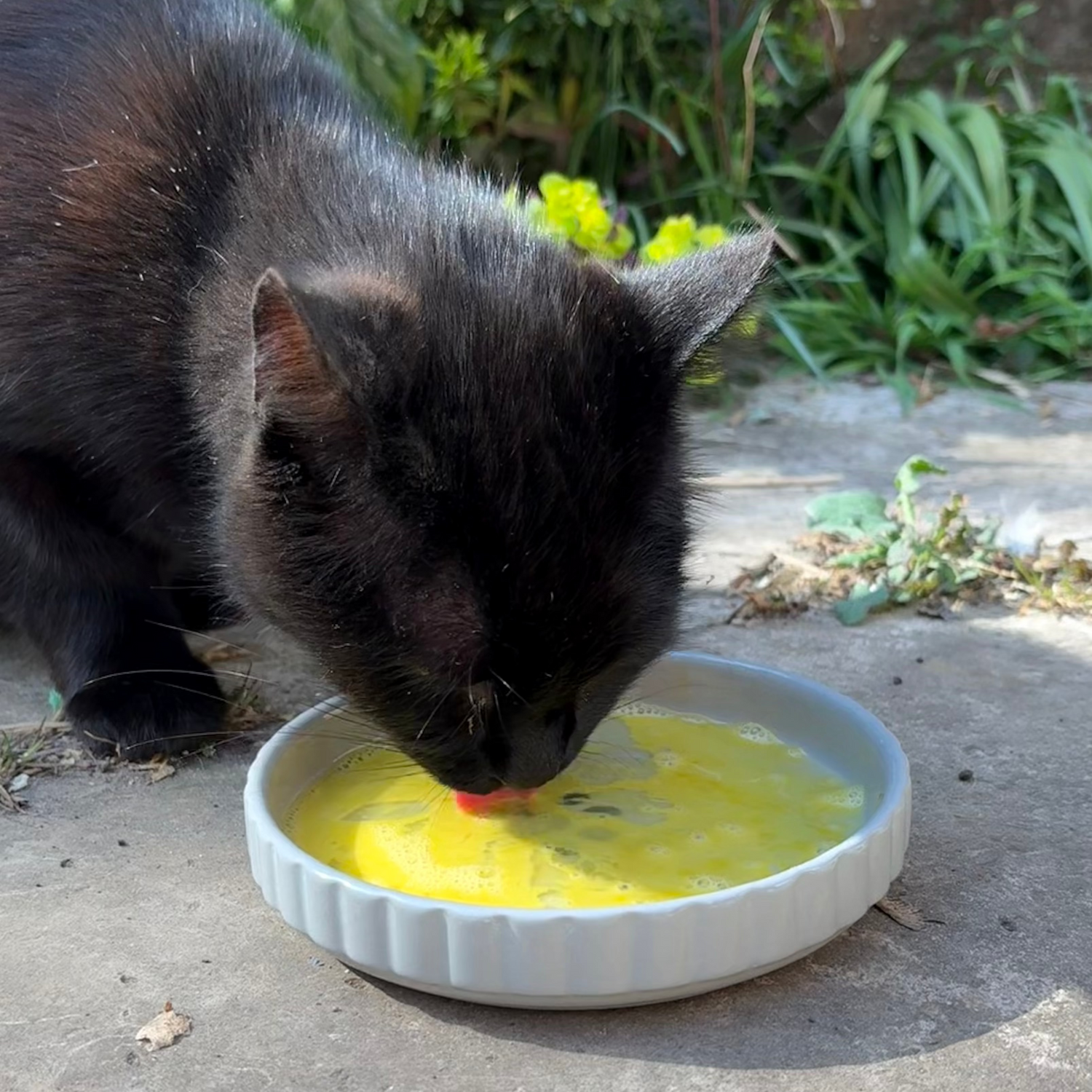 A black cat drinks from a dish filled with beaten eggs outdoors on a sunny day.