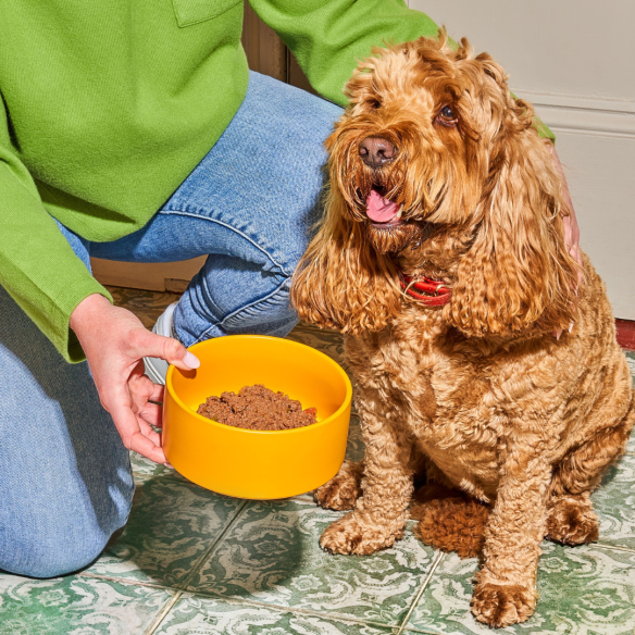 Person holding Gently Steamed Beef 395g in a yellow bowl in front of a happy brown dog on patterned tiles.