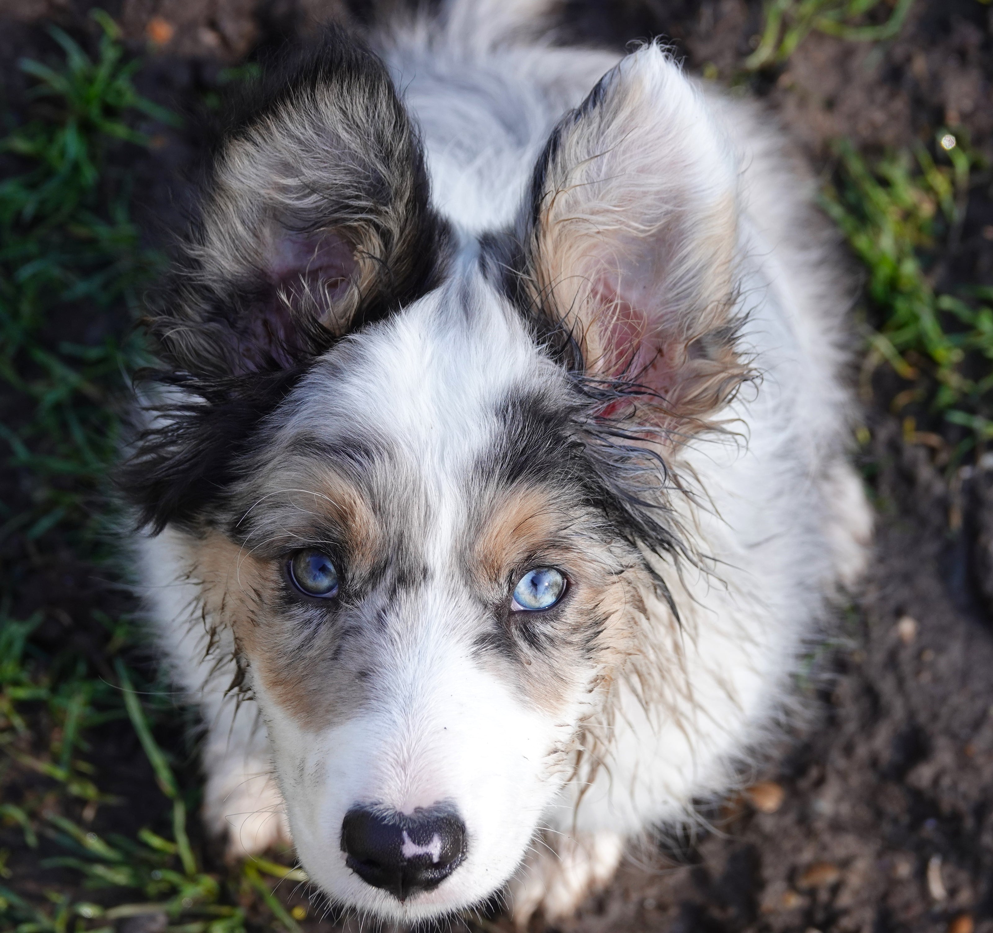 A muddy Australian Shepherd puppy with blue eyes looks up at the camera while sitting outside on grass and dirt.