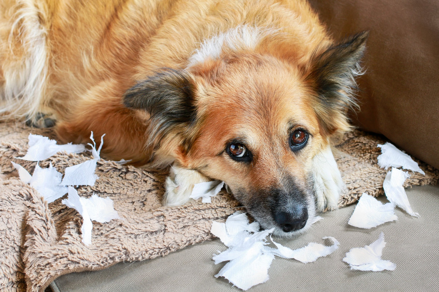 Dog_Shredding_paper