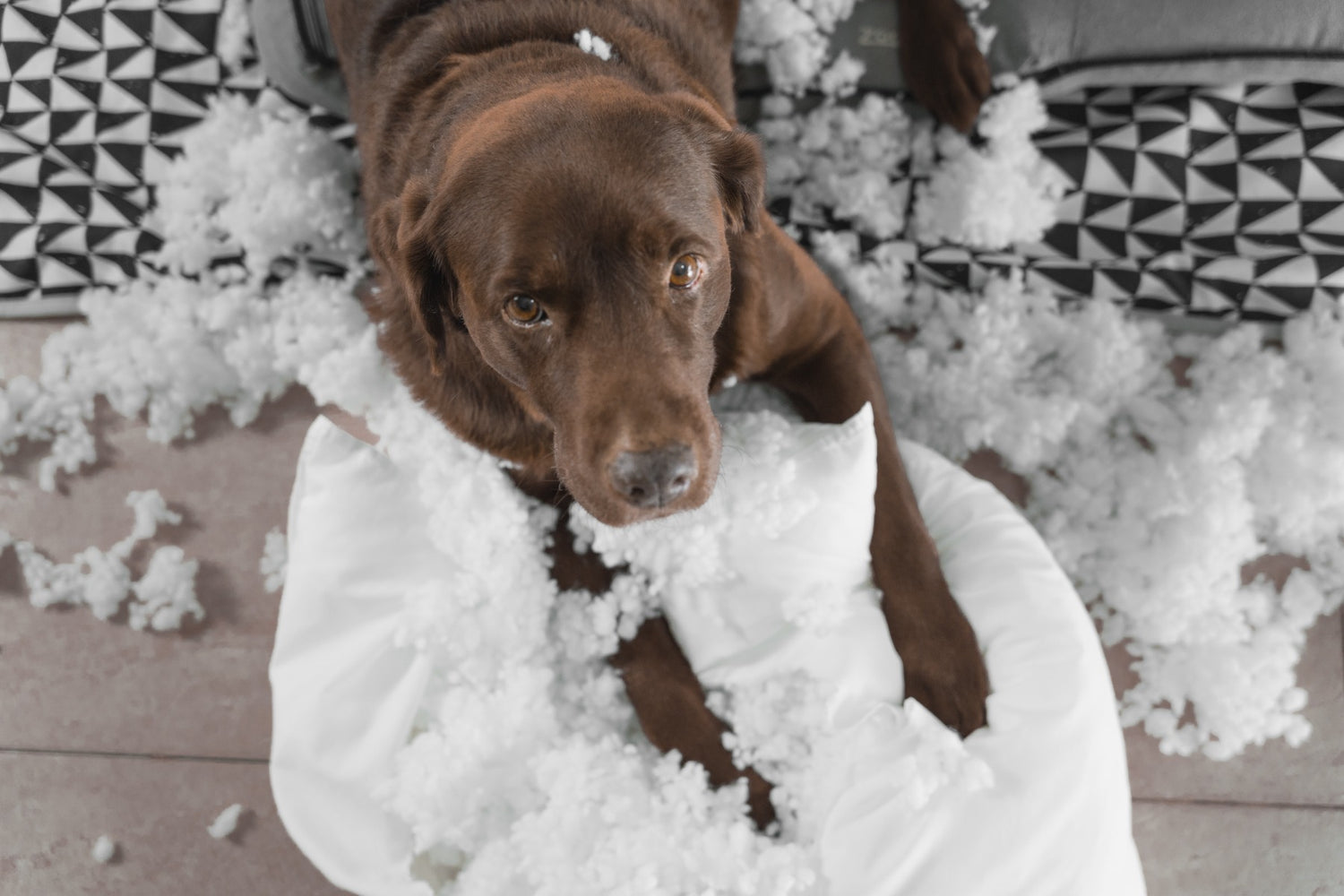Dog_destroying_cushion