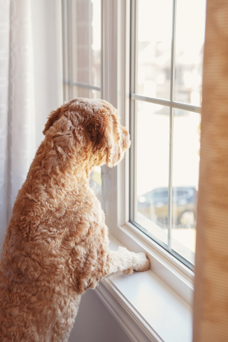 Dog_looking_through_window