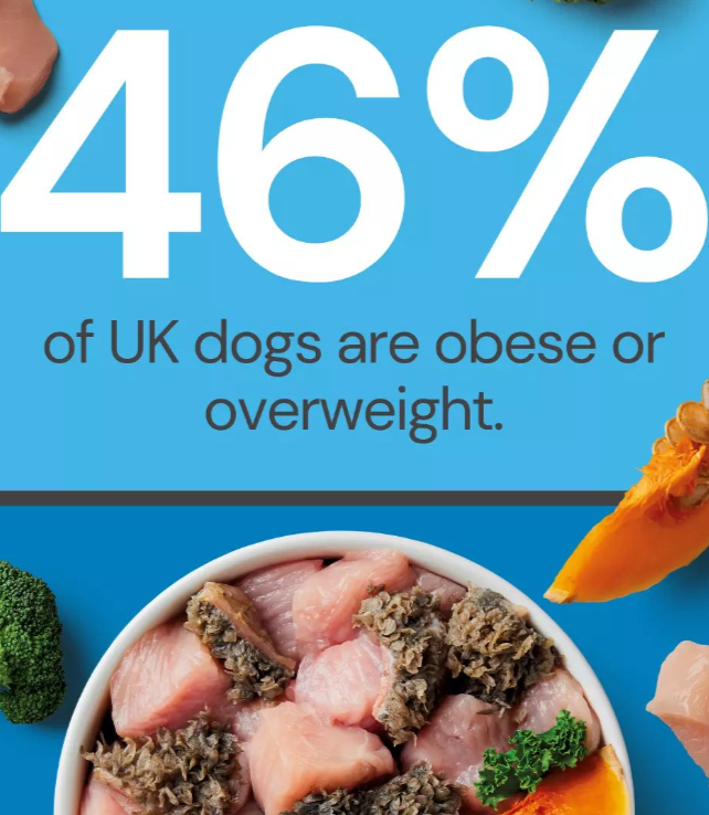 This post is about obesity in dogs and how a raw food diet can contribute to weight loss alongside regular exercise.