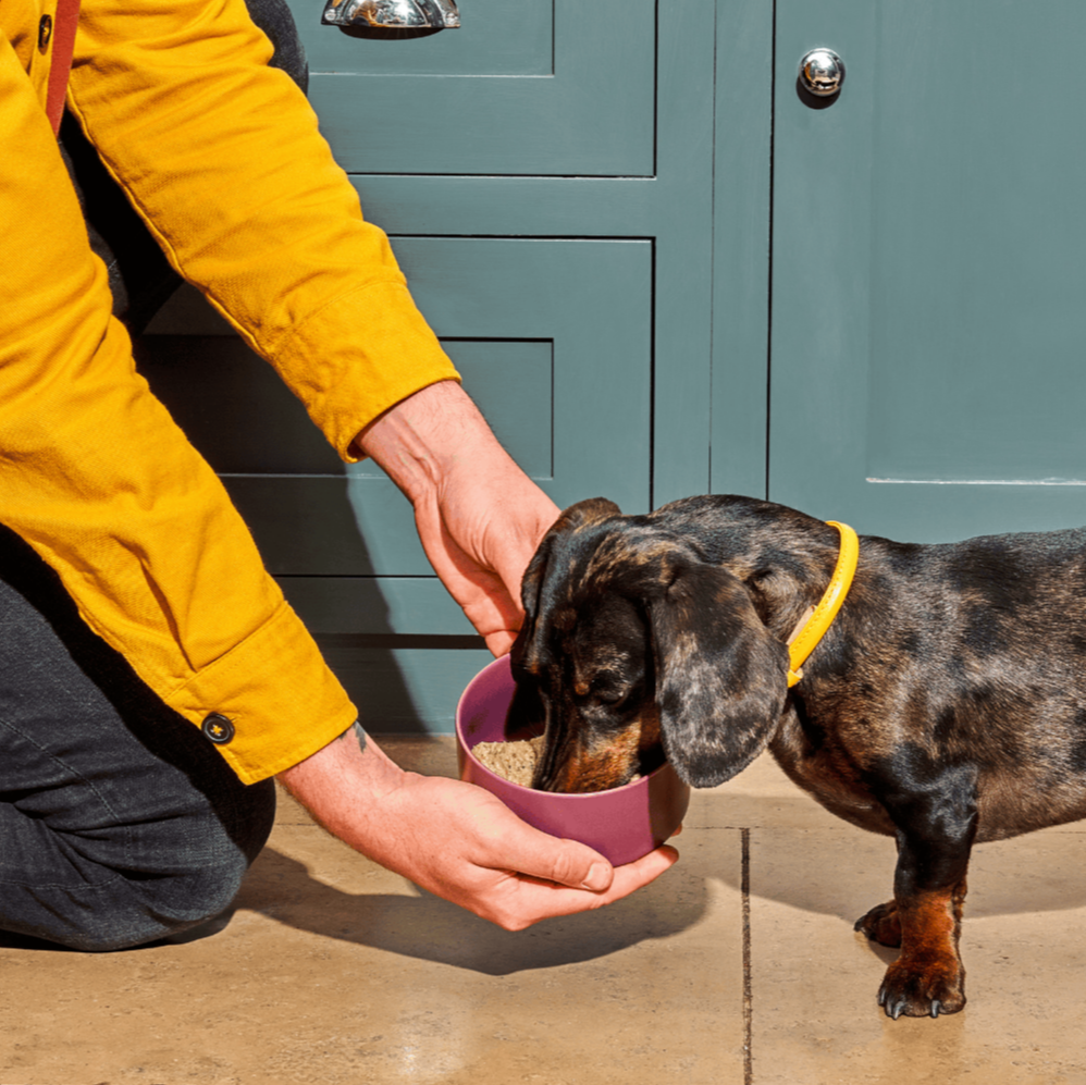 Person in a yellow shirt feeding a black and brown dachshund from a purple bowl indoors.
