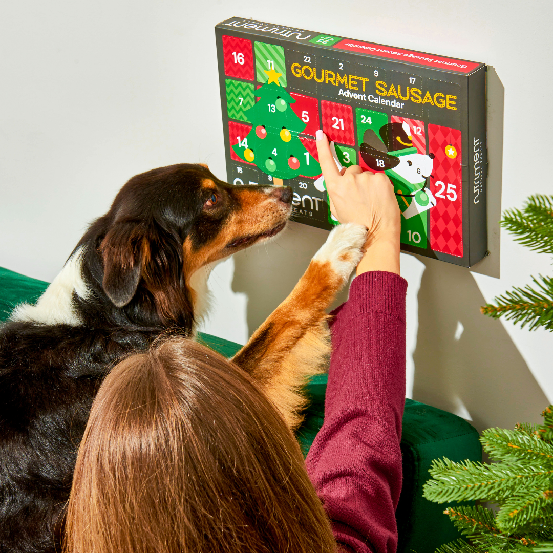 A person and a dog open the Gourmet Advent Calendar for Dogs filled with grain-free treats on a festive wall.