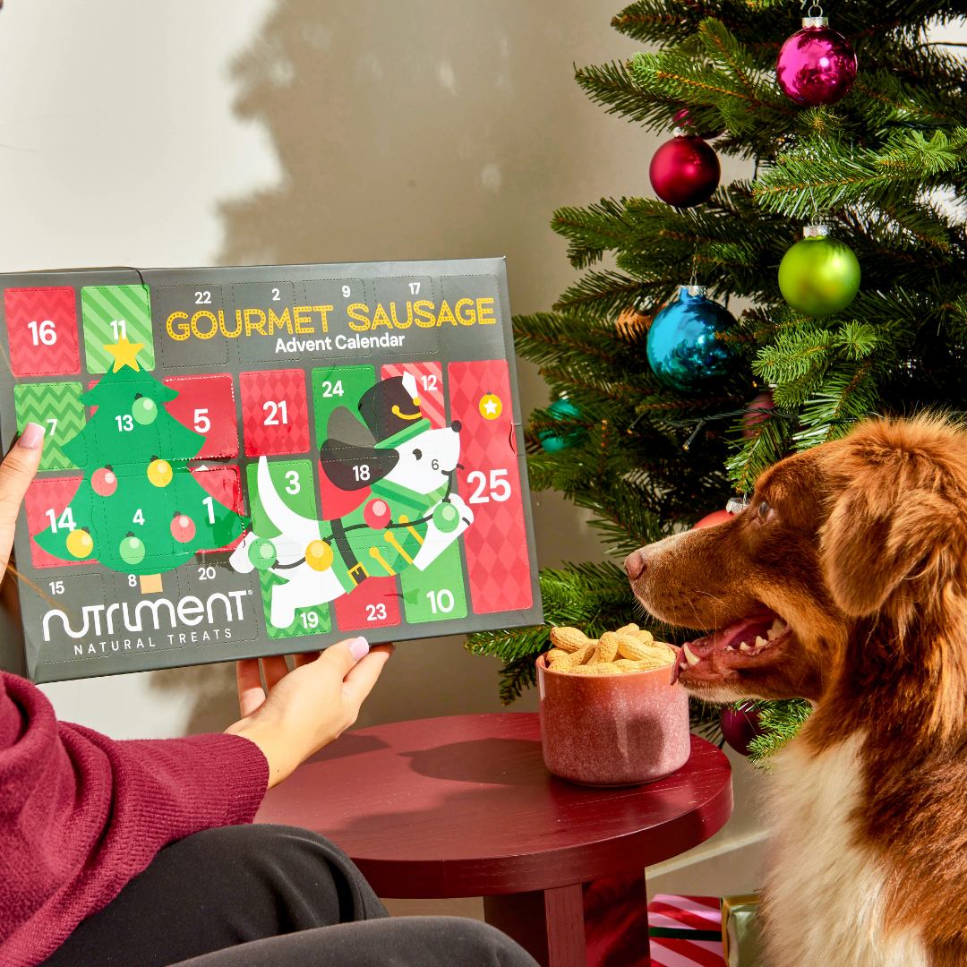 Person shows a dog the Gourmet Advent Calendar for Dogs by a Christmas tree decorated with ornaments.