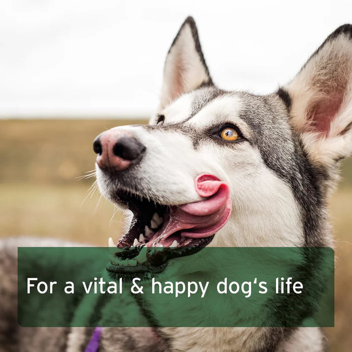 Close-up of a happy dog with its tongue out. Text: "Aniforte BARF Complete: For a vital & happy dog's life.