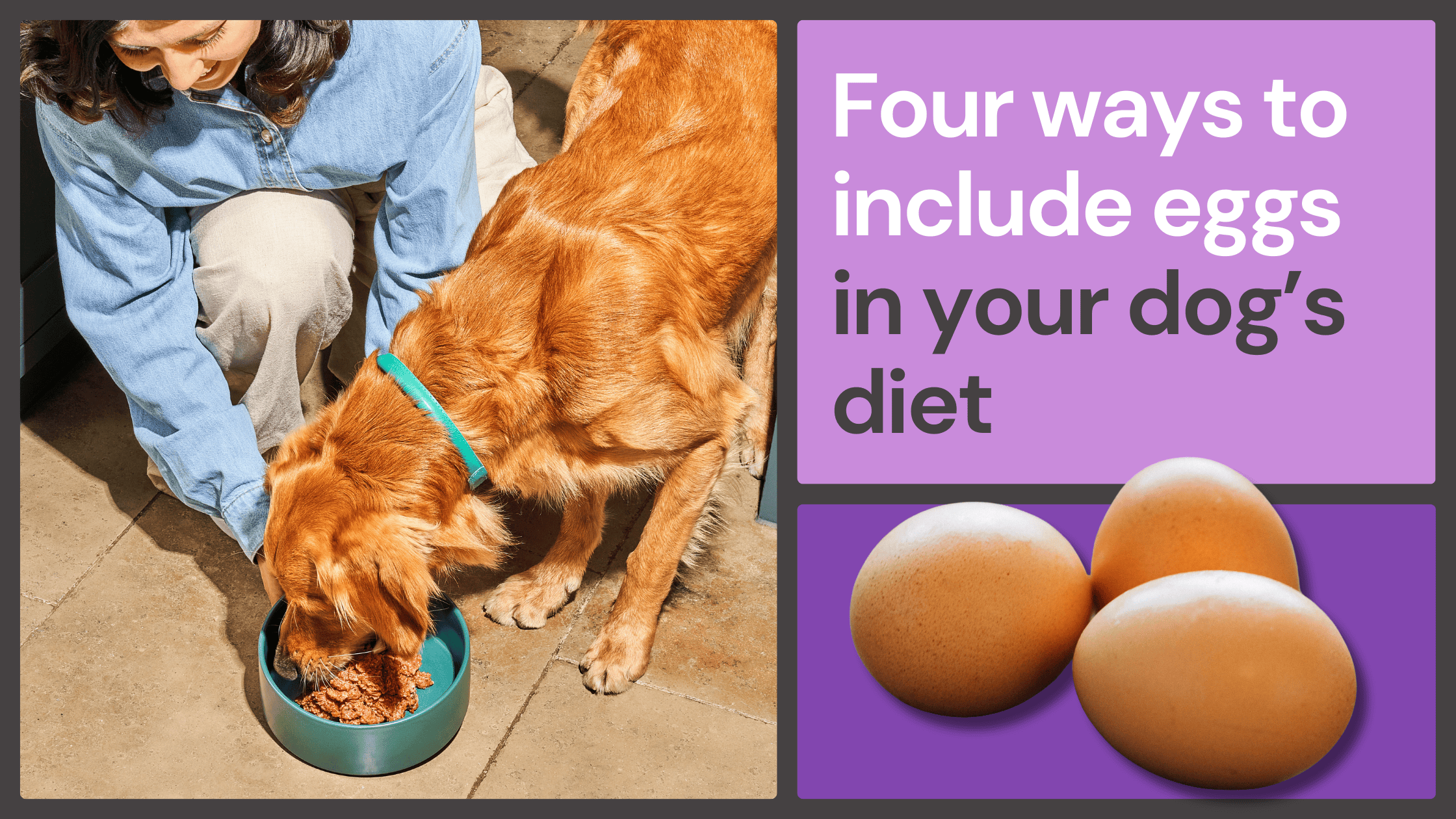 A woman feeds a golden dog as text reads "Four ways to include eggs in your dog's diet" with three eggs shown.