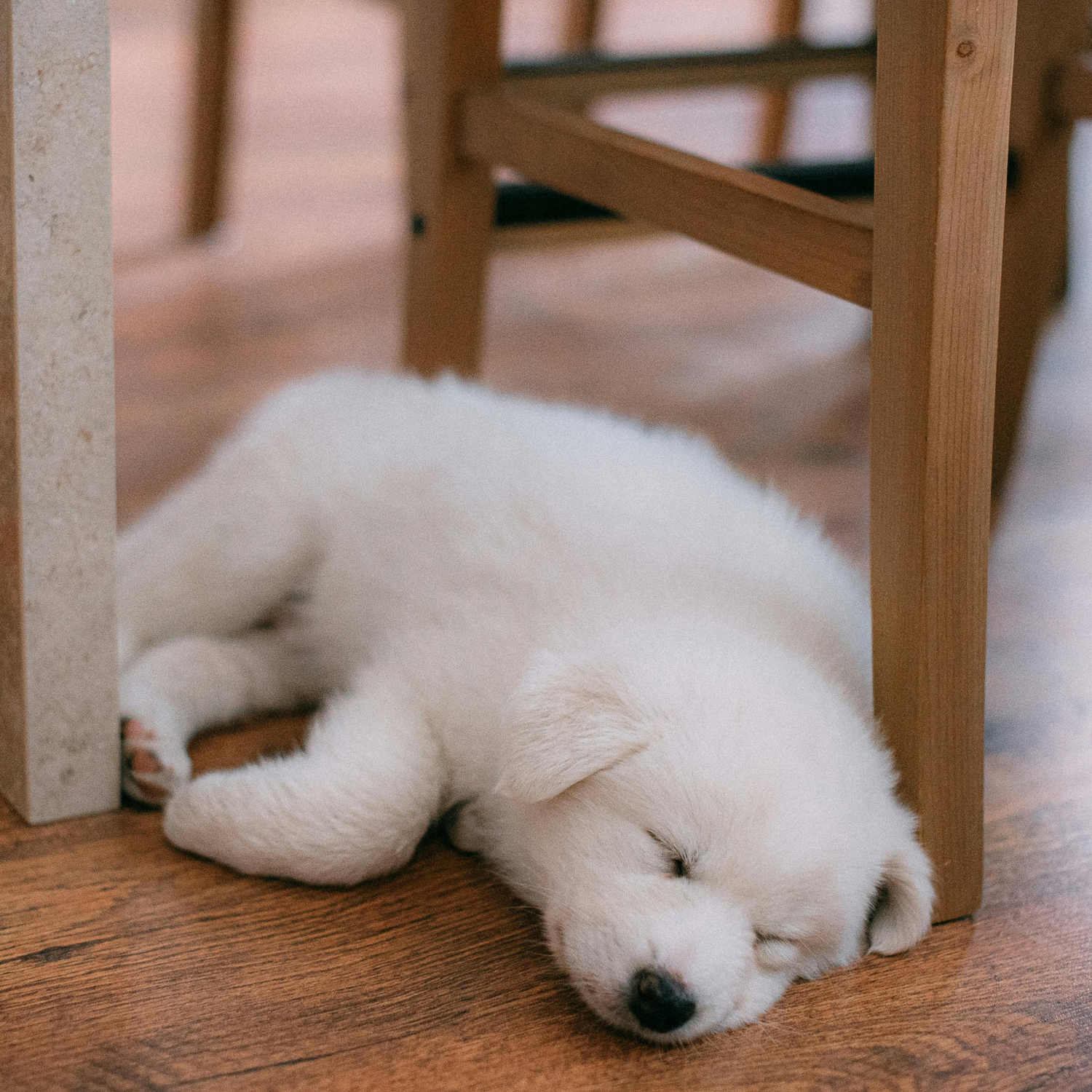 White fluffy puppy asleep on a wooden floor up against a wooden chair leg.