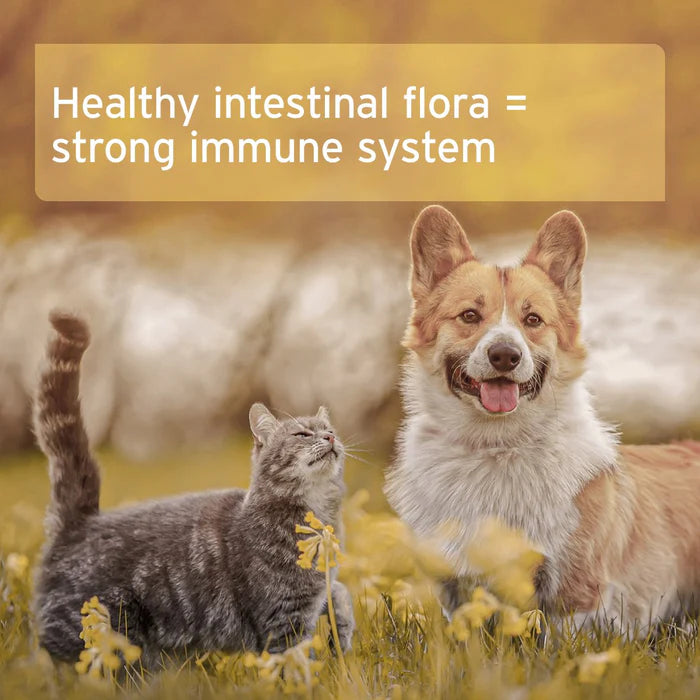 Cat and dog in a field with yellow flowers; text reads "Aniforte Mineral Moor Mud = healthy gut, strong immunity.