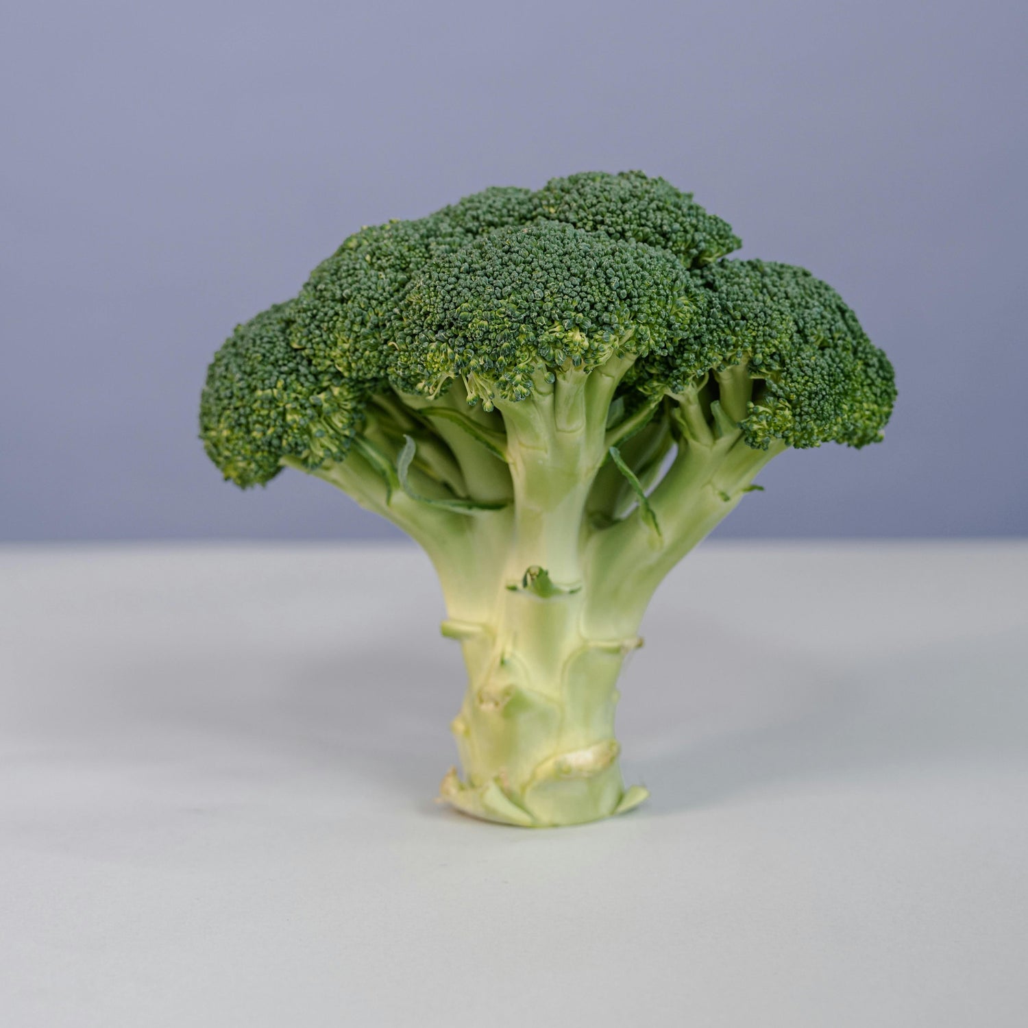 A single head of fresh broccoli on a light surface with a plain light purple background.