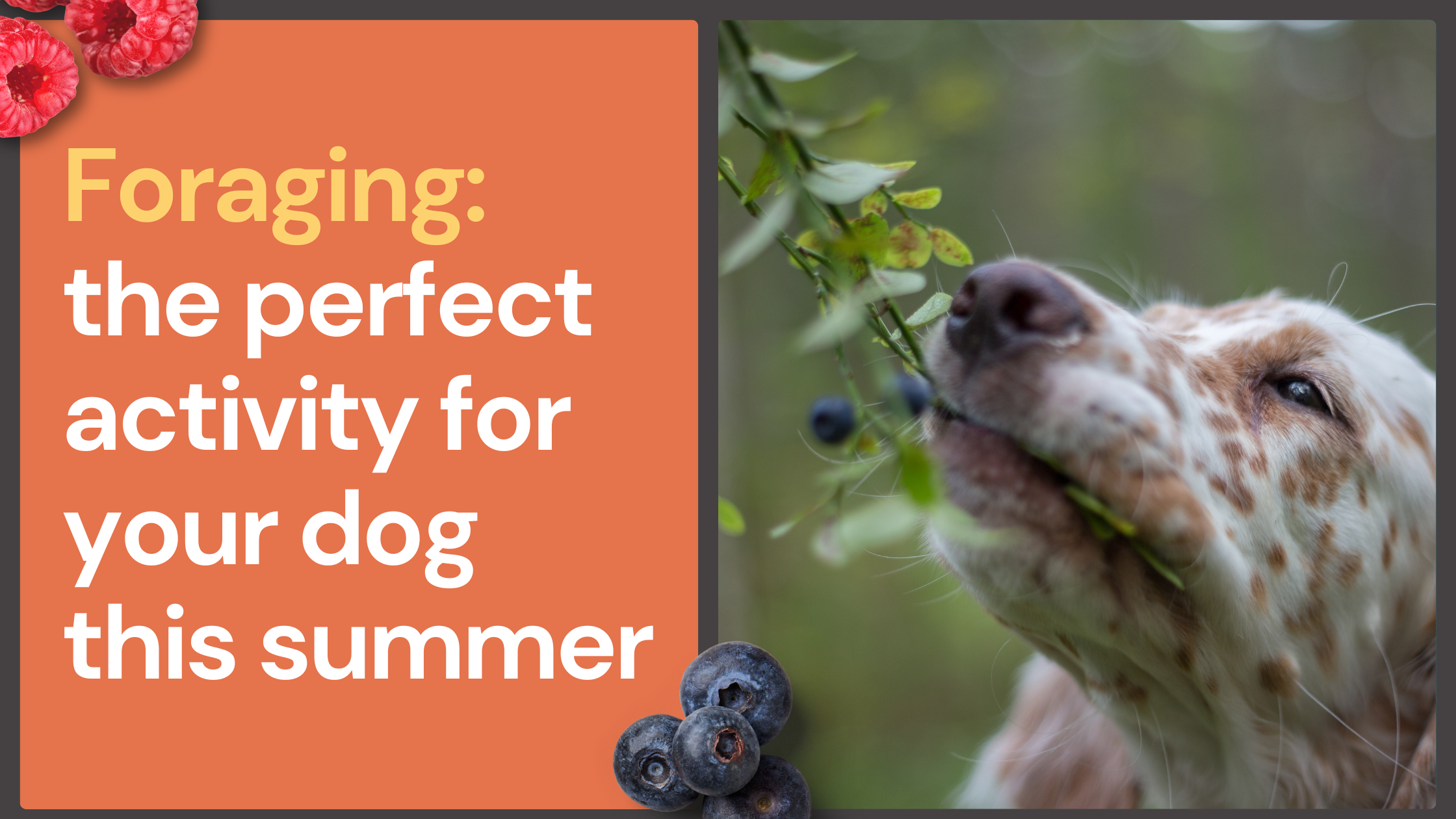 A dog sniffs berries on a branch next to text: "Foraging: the perfect activity for your dog this summer.