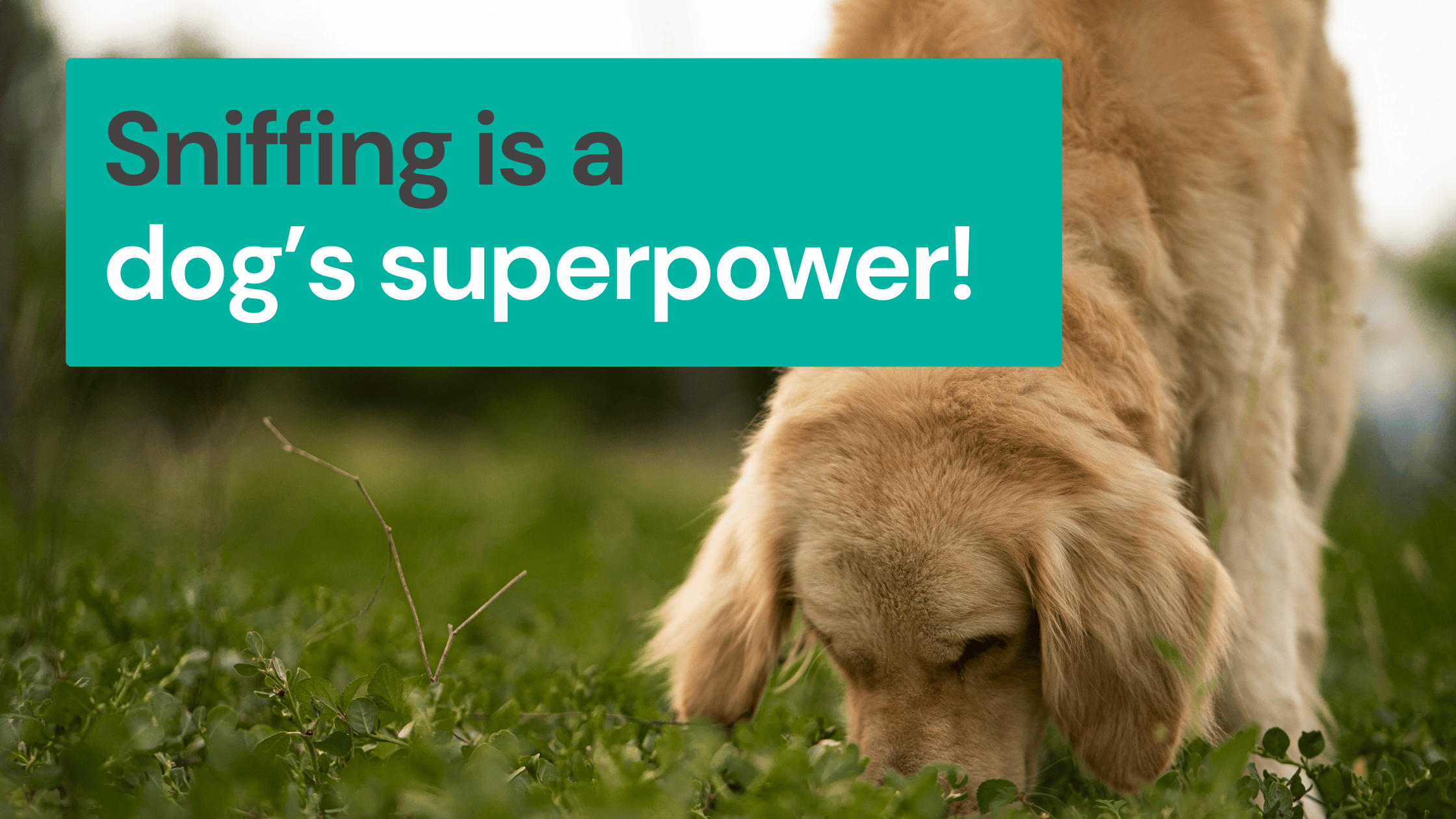 Golden retriever sniffs grass; text reads, "Sniffing is a dog’s superpower!.