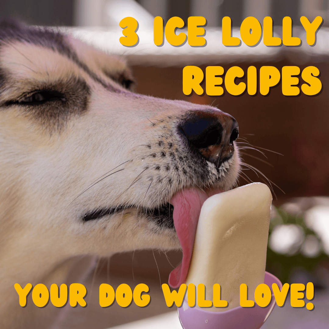 dog licking ice cream