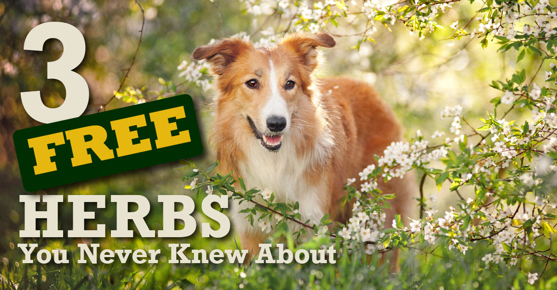 dog surrounded by herbs