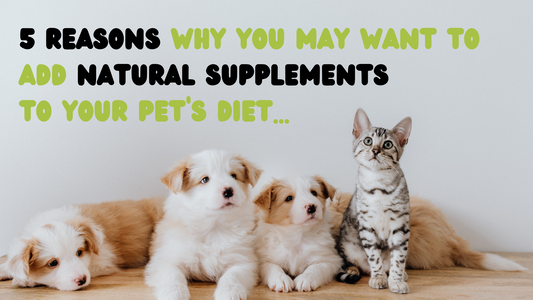 5 reasons why you may want to consider feeding supplements to your pet!
