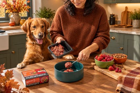 How Seasonal Changes Affect Your Dog’s Appetite