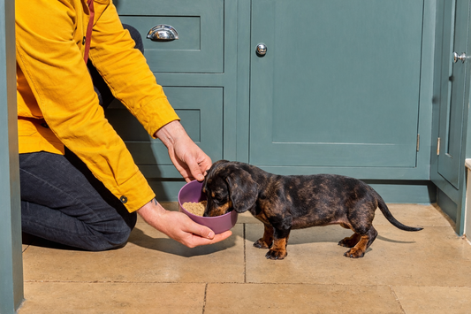 Bringing Home a Spring Puppy: The Essential Treat & Training Starter Guide