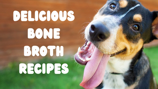 cute dog with tongue out