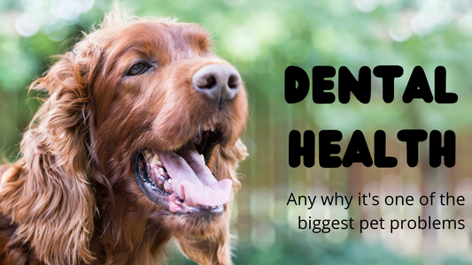dog looking up with mouth open