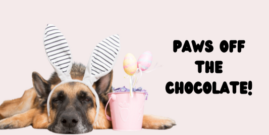 dog wearing easter ears next to chocolate eggs