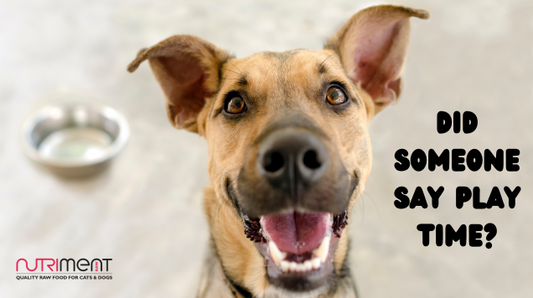 Why you should let your dog play with their food this Easter 