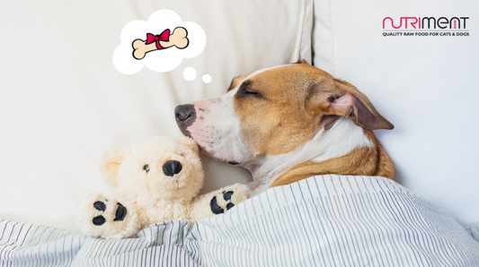 How much sleep does your dog need?