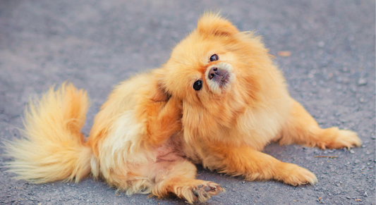 Seasonal Allergies in Pets: What to Look Out For