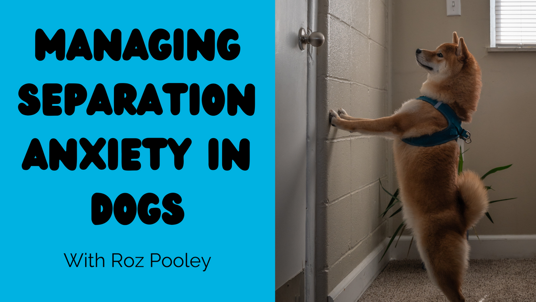 Anxious dog by the door