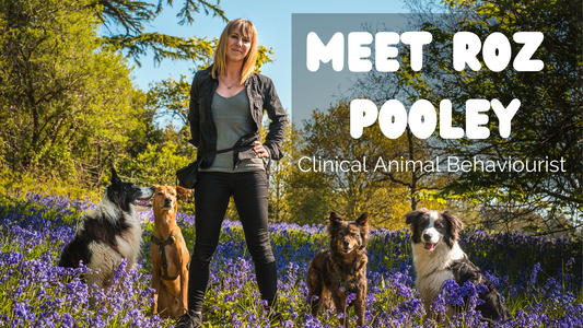 roz pooley with a group of dogs