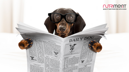 Mental exercise for dogs: its benefits and activities that can help