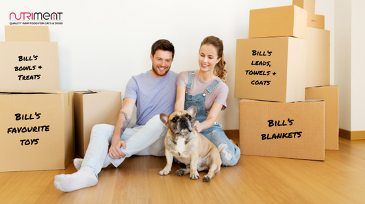 Moving house with your pet