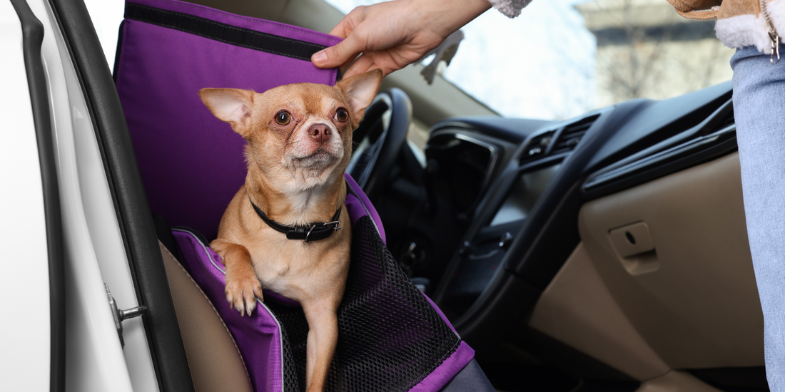 Your Puppy’s First Trip: A Simple Step-by-Step Guide