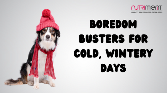 Dog wearing warm clothes