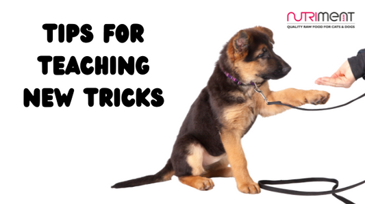 A dog learning new tricks