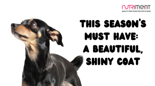 This Season's Must Have: A Beautiful Shiny Coat