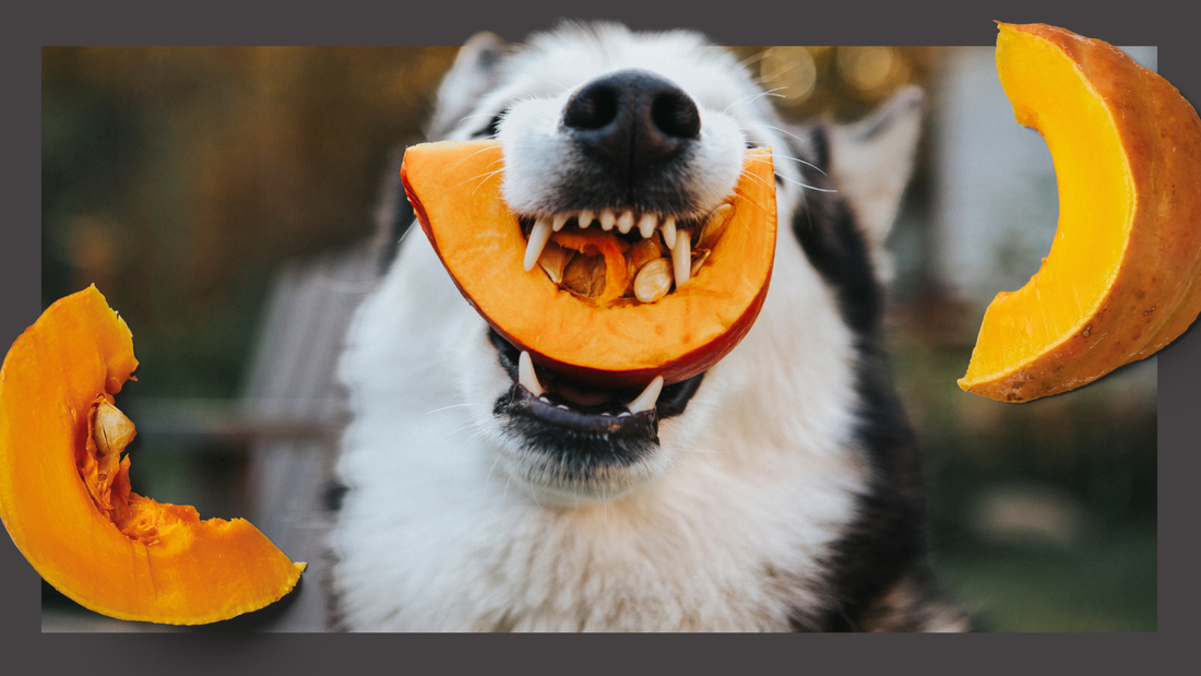 The Power Of Pumpkin