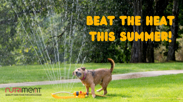 dog running under sprinkler