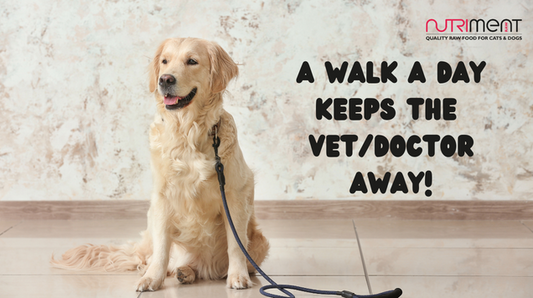 5 scientifically proven benefits of walking your dog