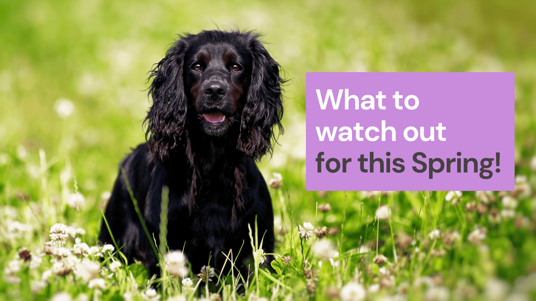 Pet Hazards of Glorious Spring Time!